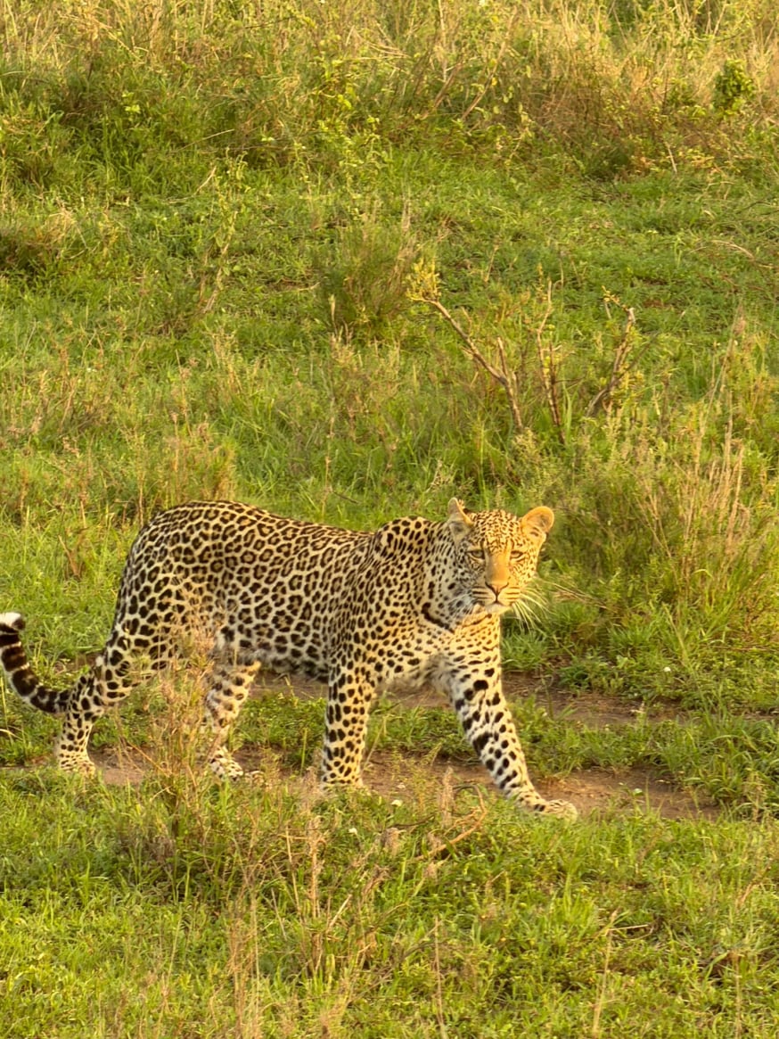 Tanzania Safari