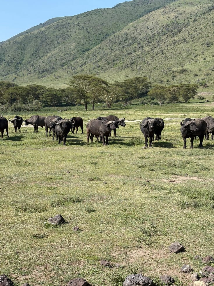 5 Days Safari